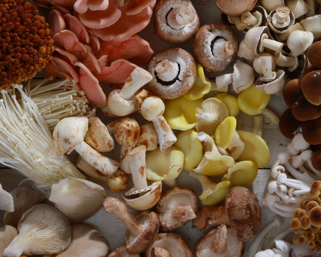 Foraging for Wild Mushrooms: Safety and Tips