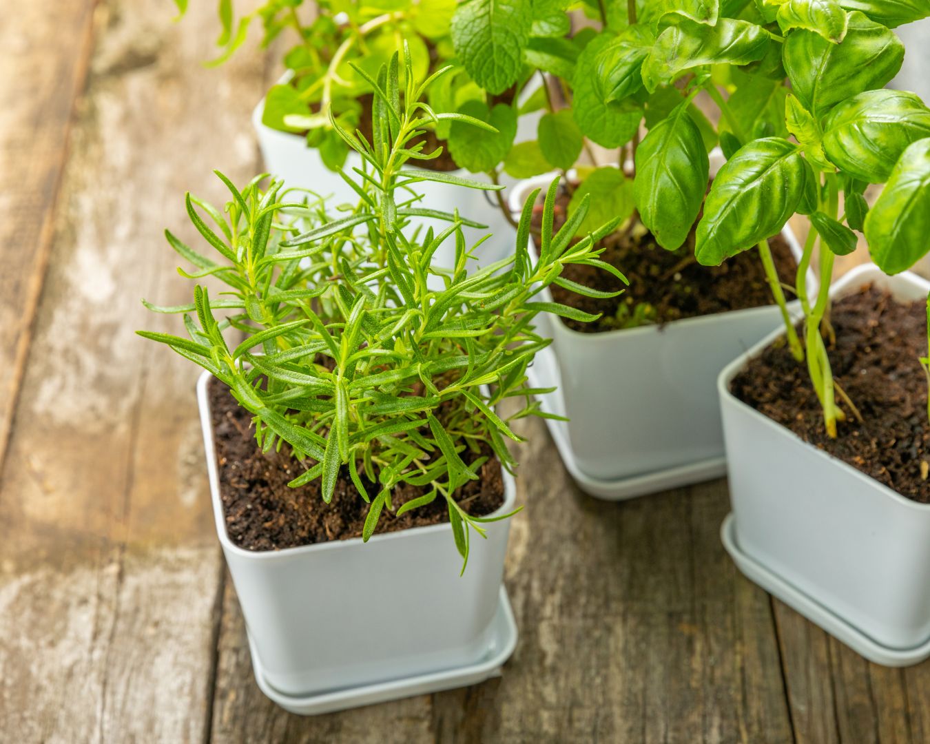 How to Grow and Preserve Fresh Herbs for Year-Round Flavor